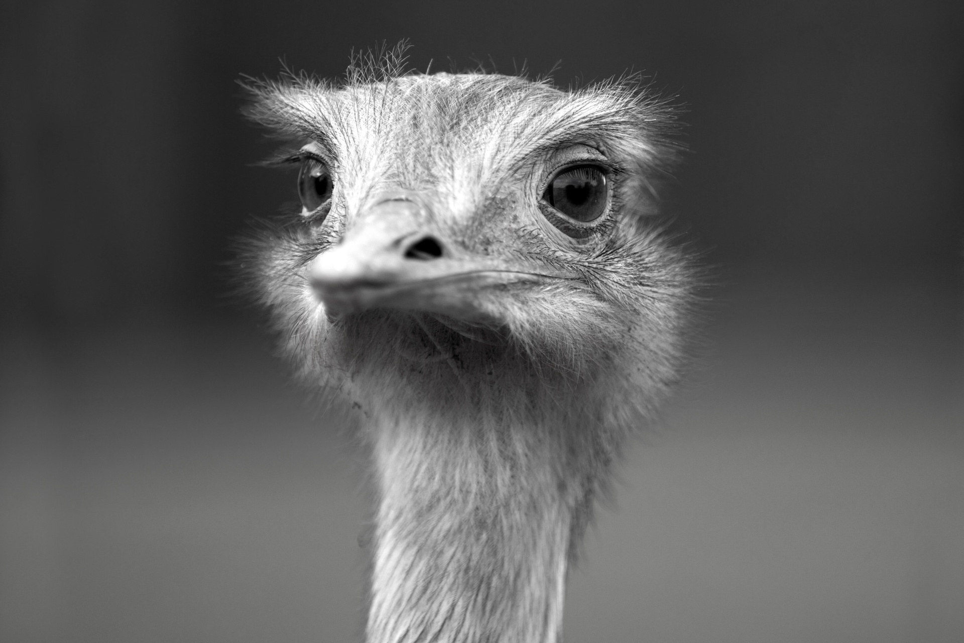 ostrich-1467099230BL4.jpg